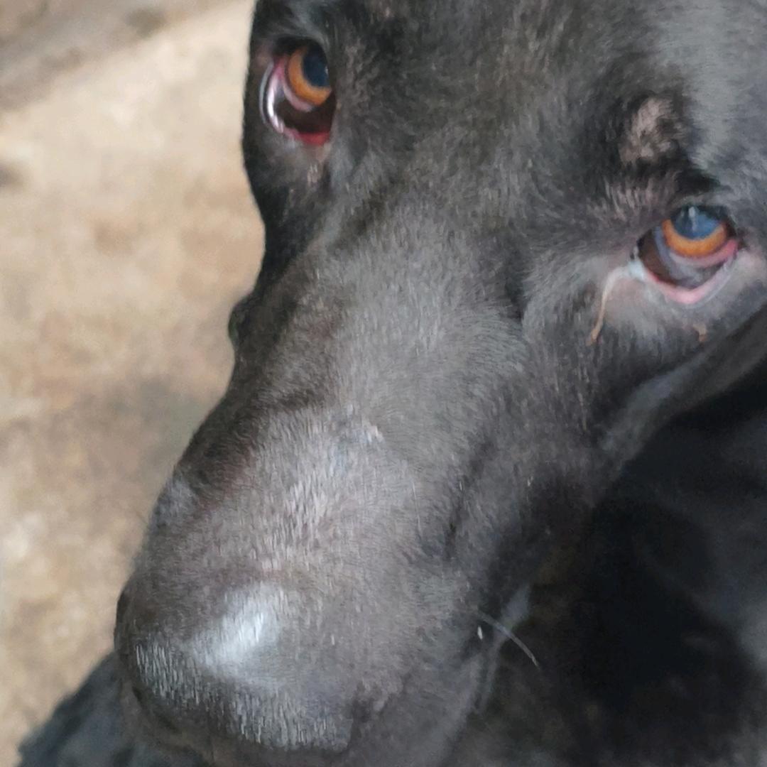 黑狼