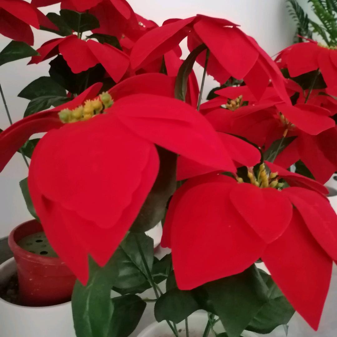 风儿🌹🌹🌹