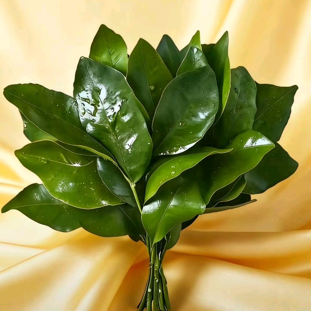 ༄满是心酸🥀皆是🌿遗憾࿐ᩚ