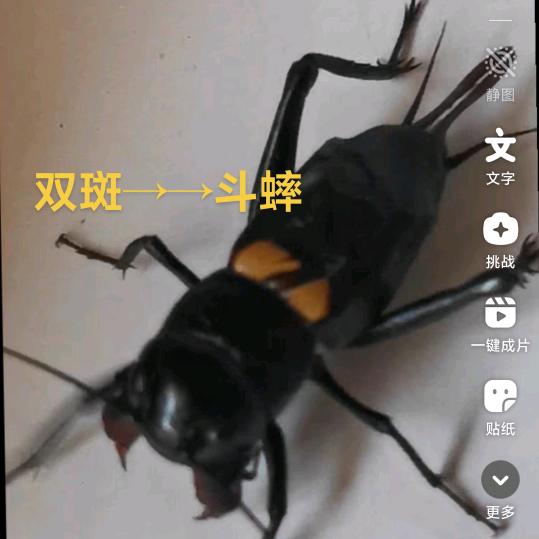 双斑斗蟋批发养殖(小号)