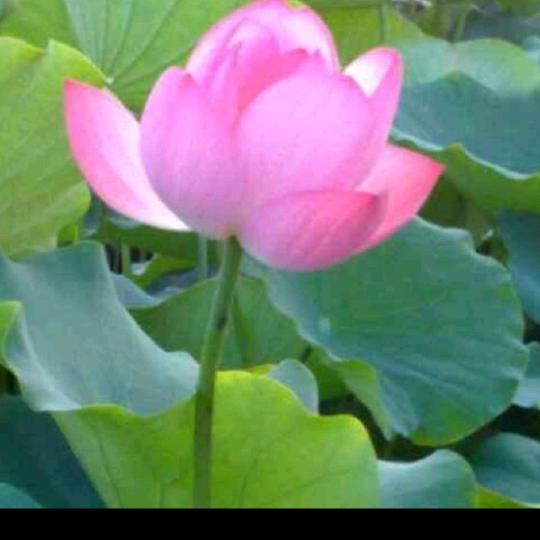 春暖花开🌹🌹🌹