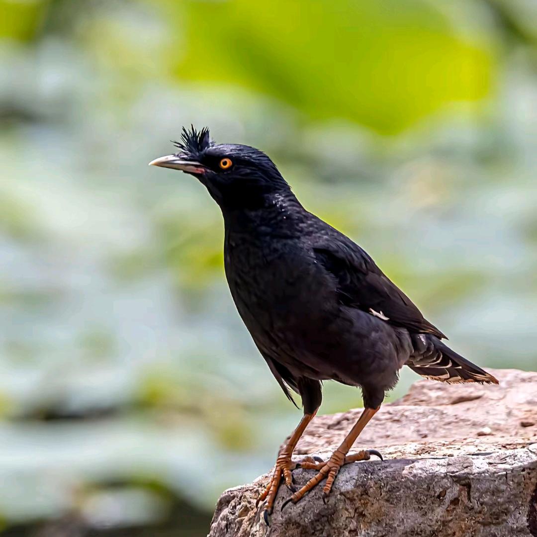 商水阿云宠物萌趣小铺