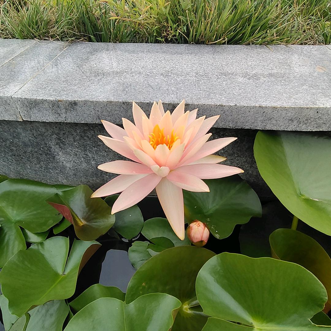 清风拂杨柳