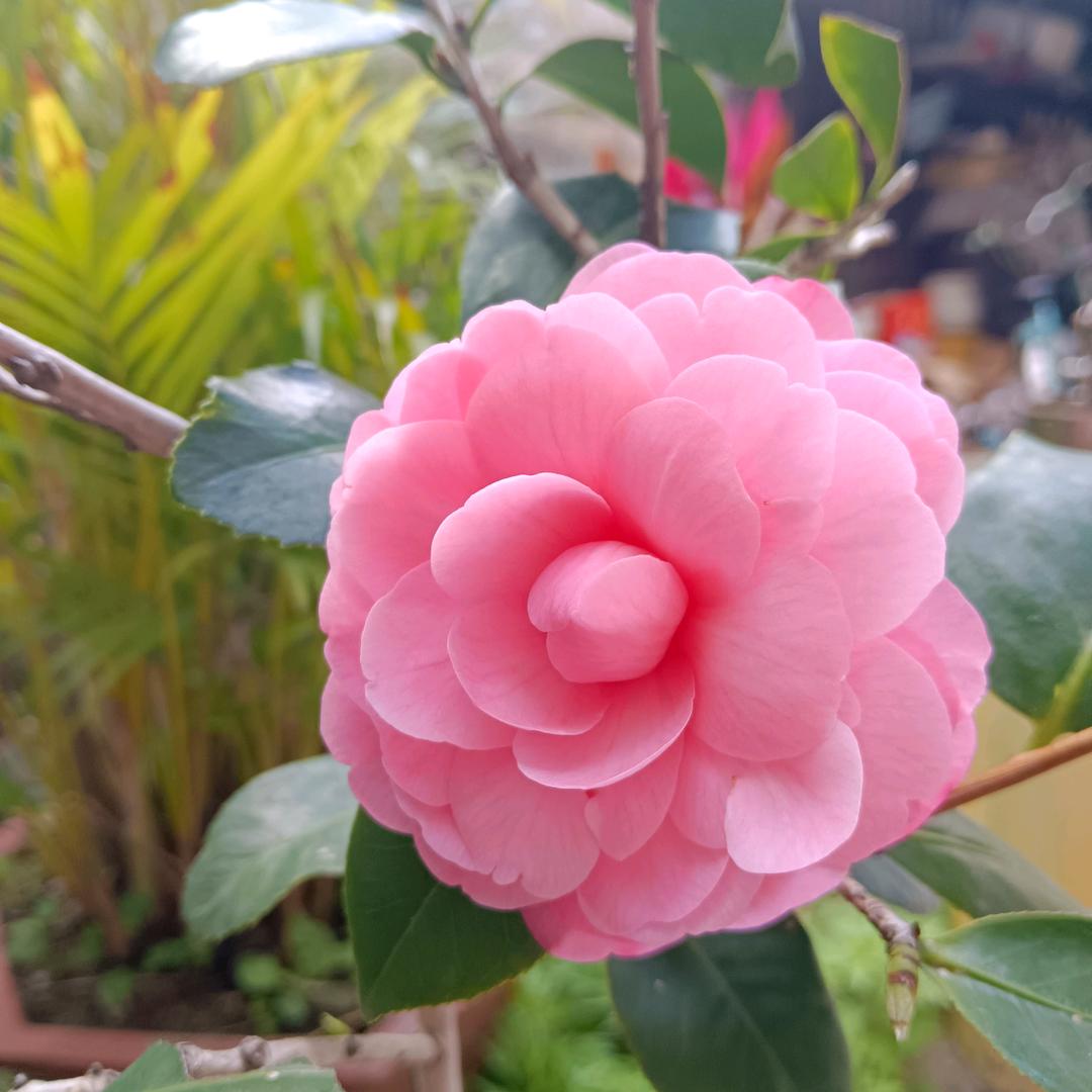 淑