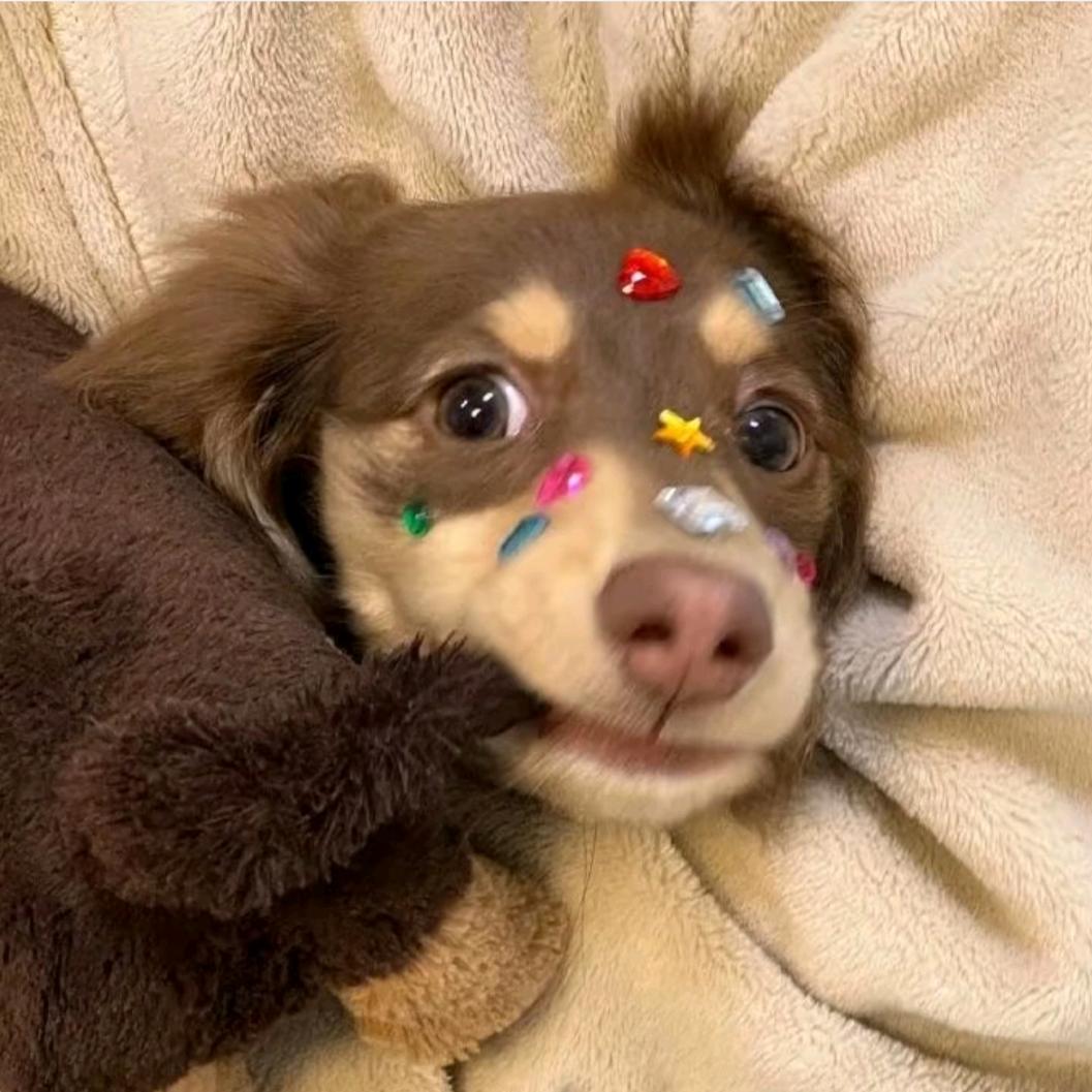 江南大学小李学姐(新生答疑版)