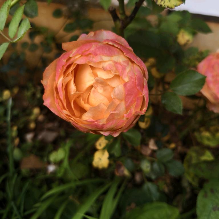 木目