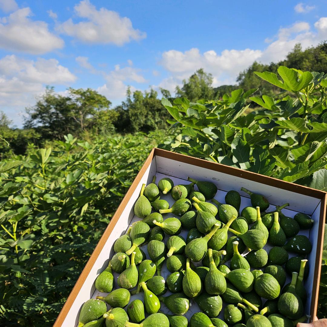 悠然田居苗木精选