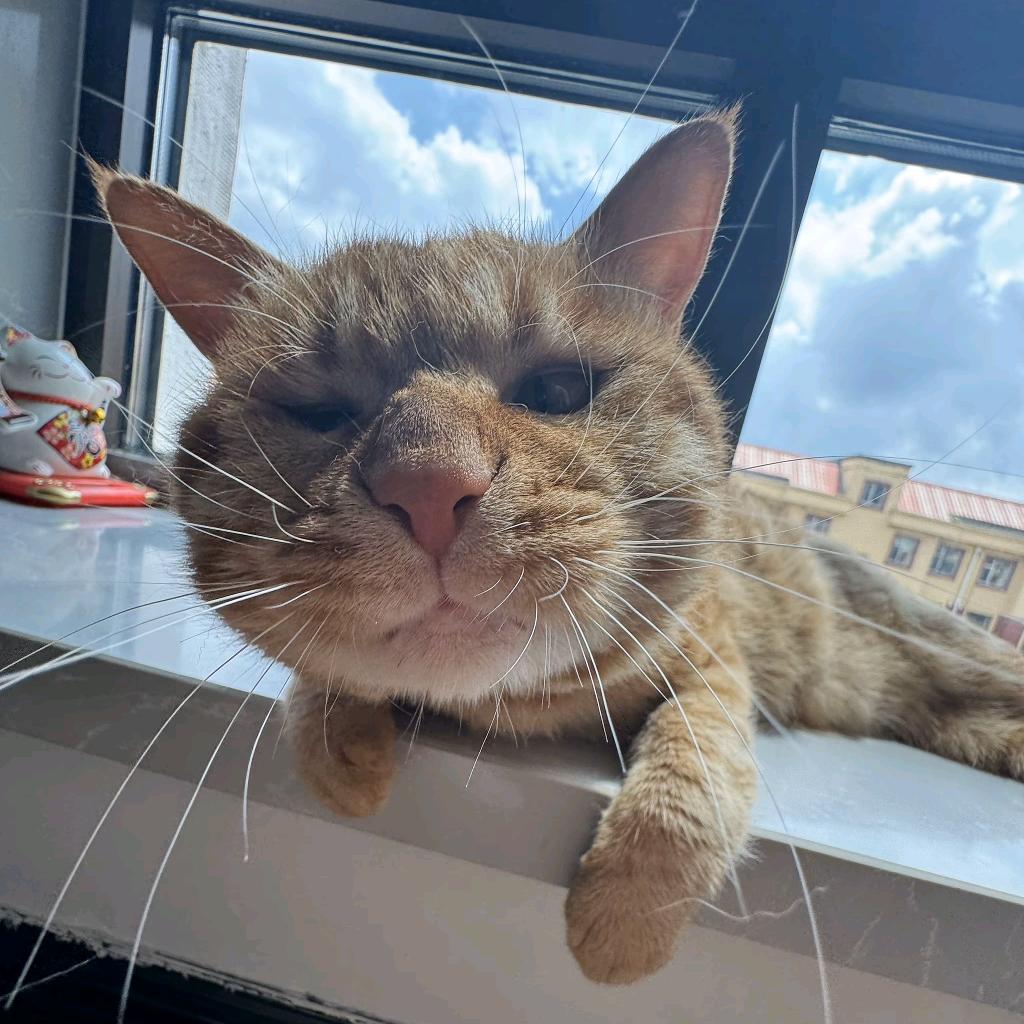 坐北朝南啃西瓜皮