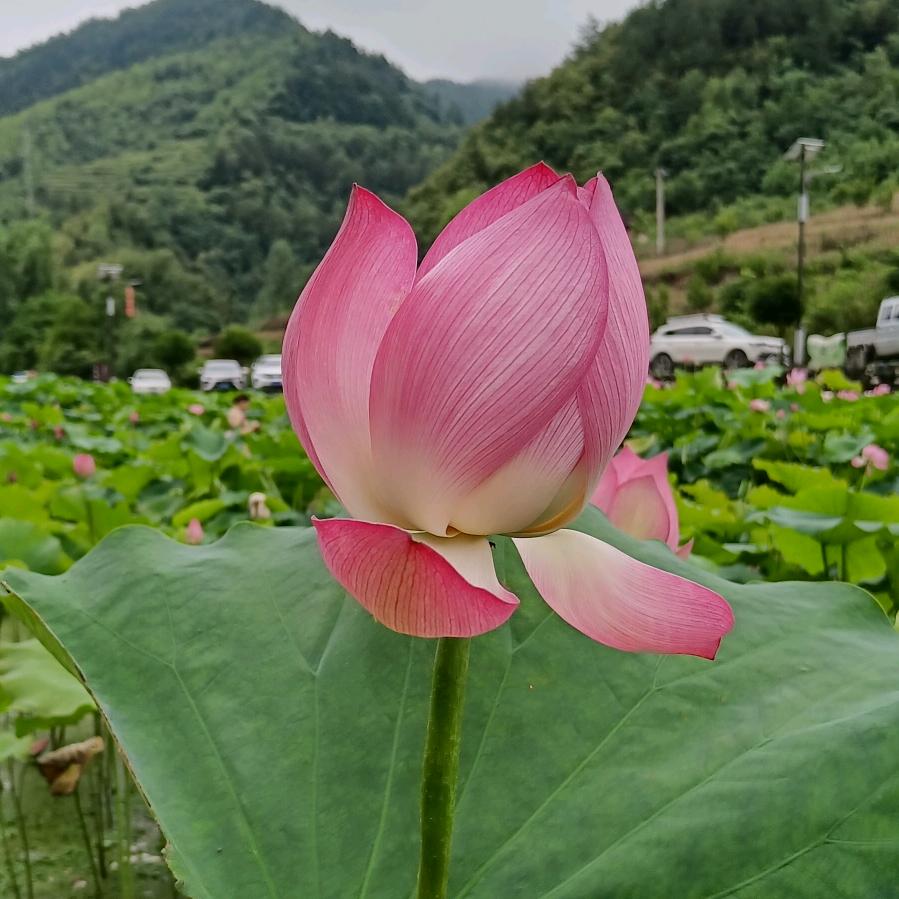 🌴🌴谋财🌹渡凡尘🌴🌴