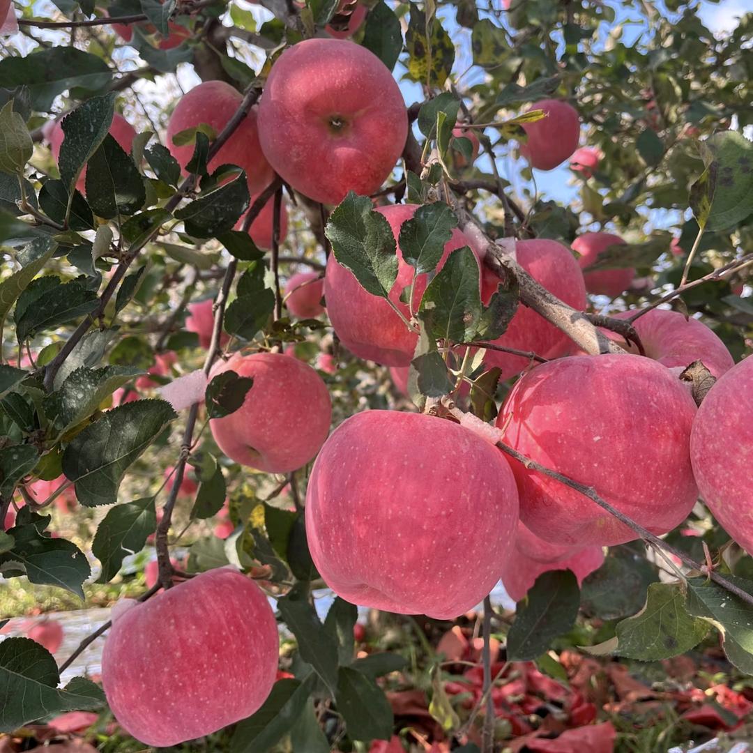 甜甜苹果园