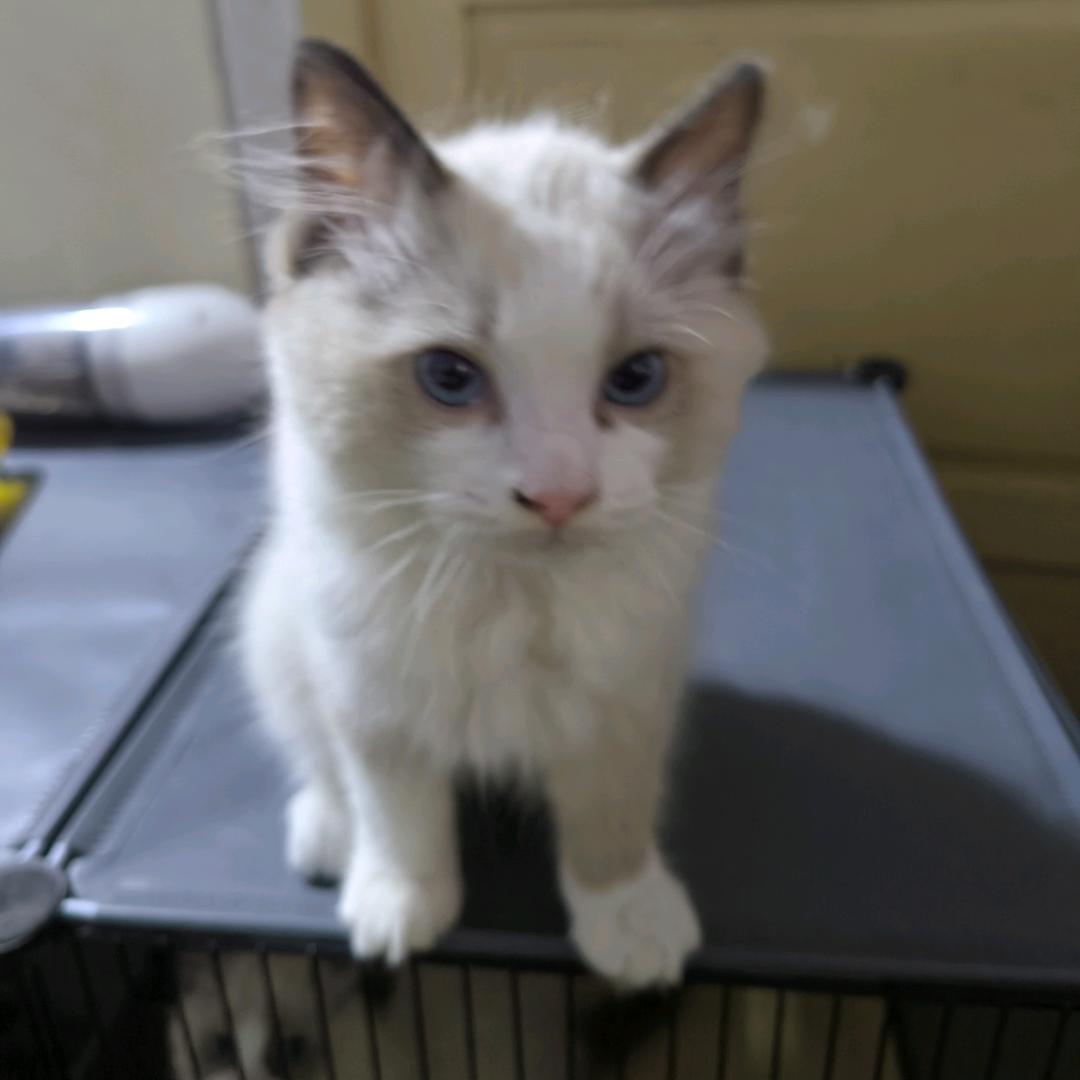 创道阿钊探好房