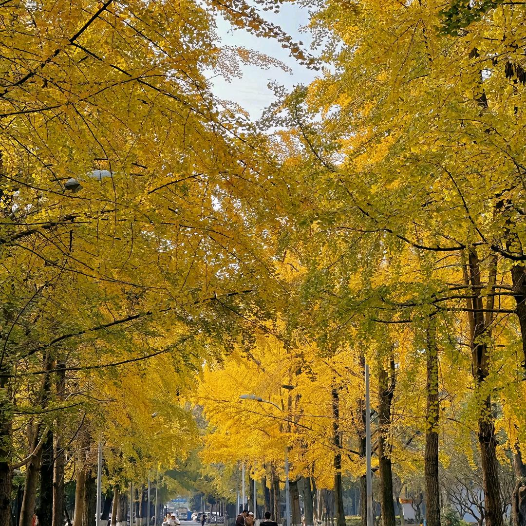 中高考择校