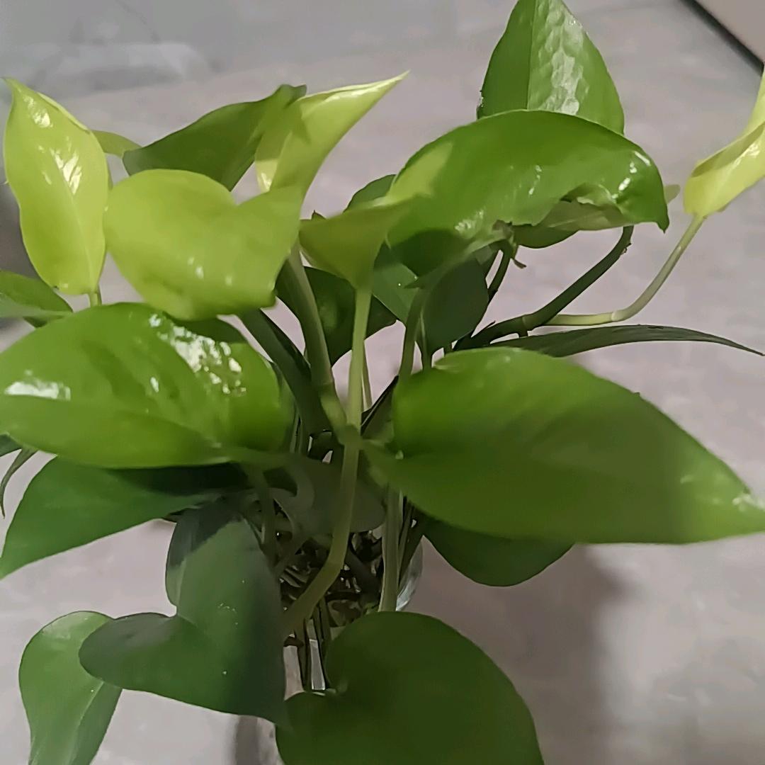 最凉🌺🌺不过🍀🍀人心🦋🦋