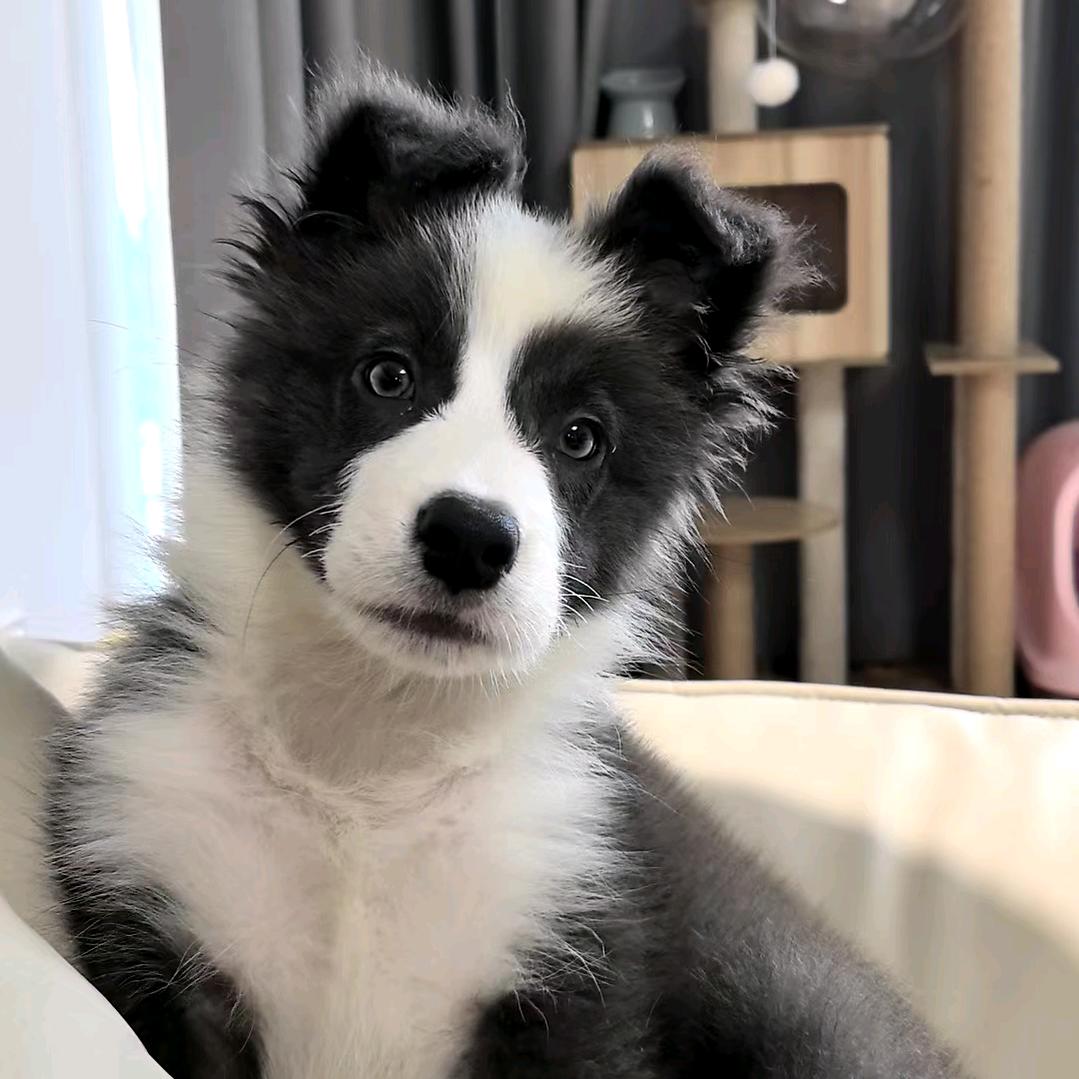 珑玺边牧犬舍
