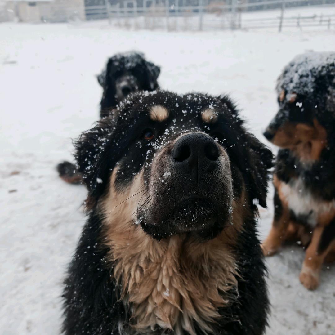 高崇元的蒙古獒