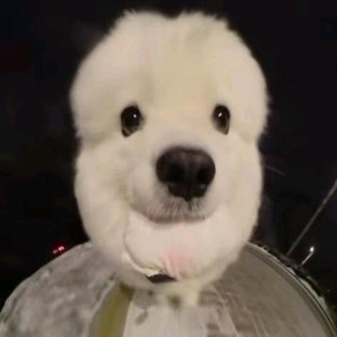 甜半子