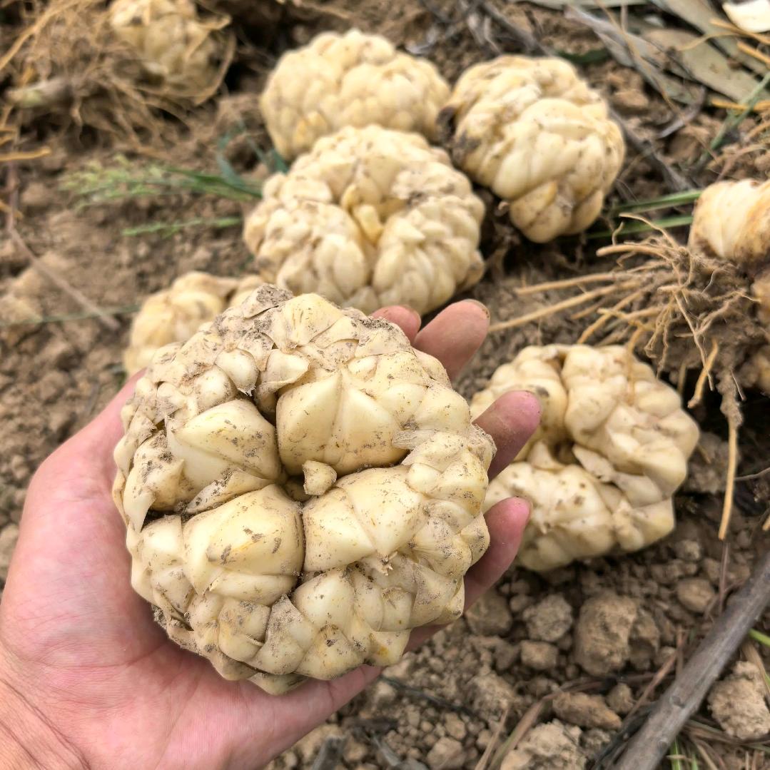 龙牙百合种植🌿小阳