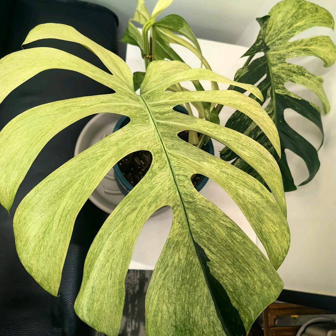 木语热植（密叶猴耳环）