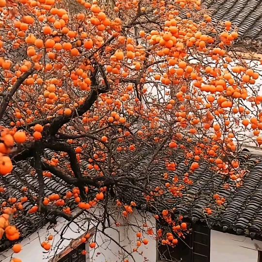 💫荷🍬糖🌜悦✨色💫