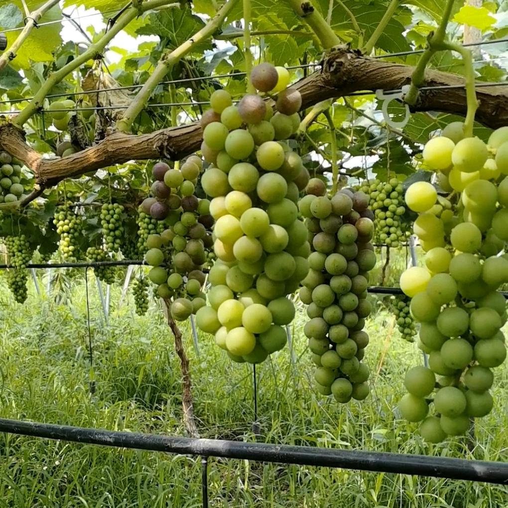 薛叁宝家庭农场葡萄采摘园