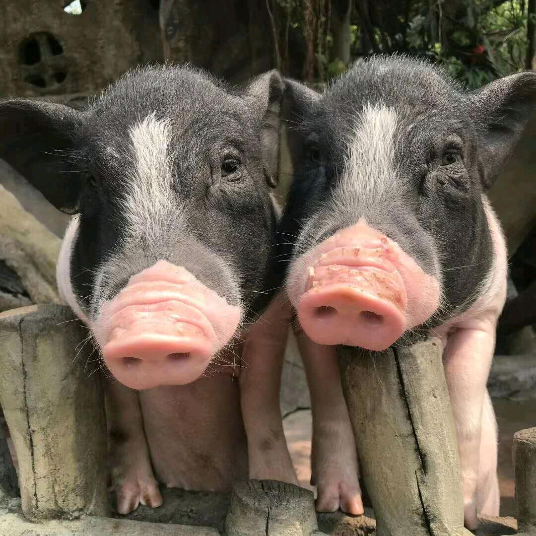 铁公鸡一毛不拔。
