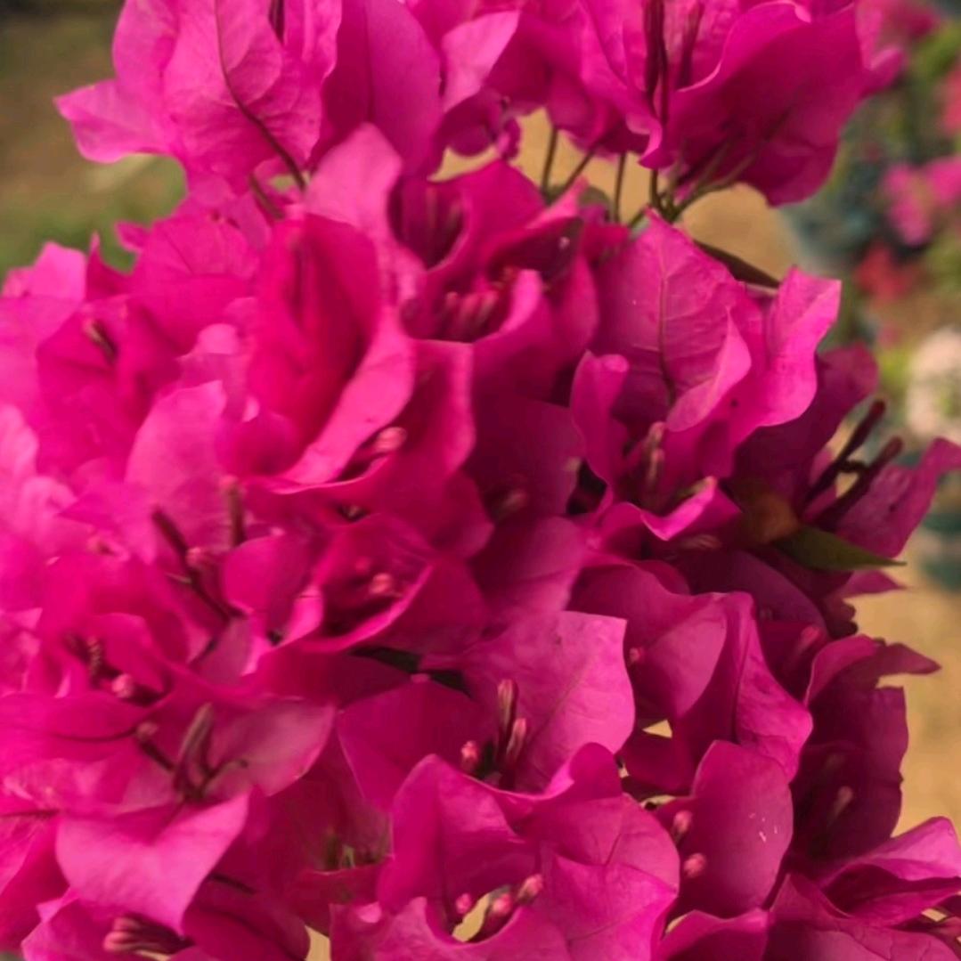 （田姐养花记）原名冷月冰心