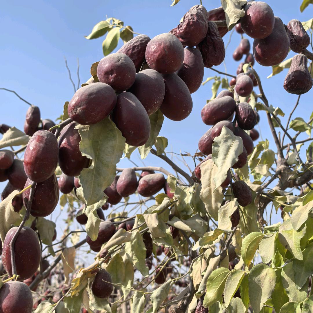 玉园镇怡果风味干果严选