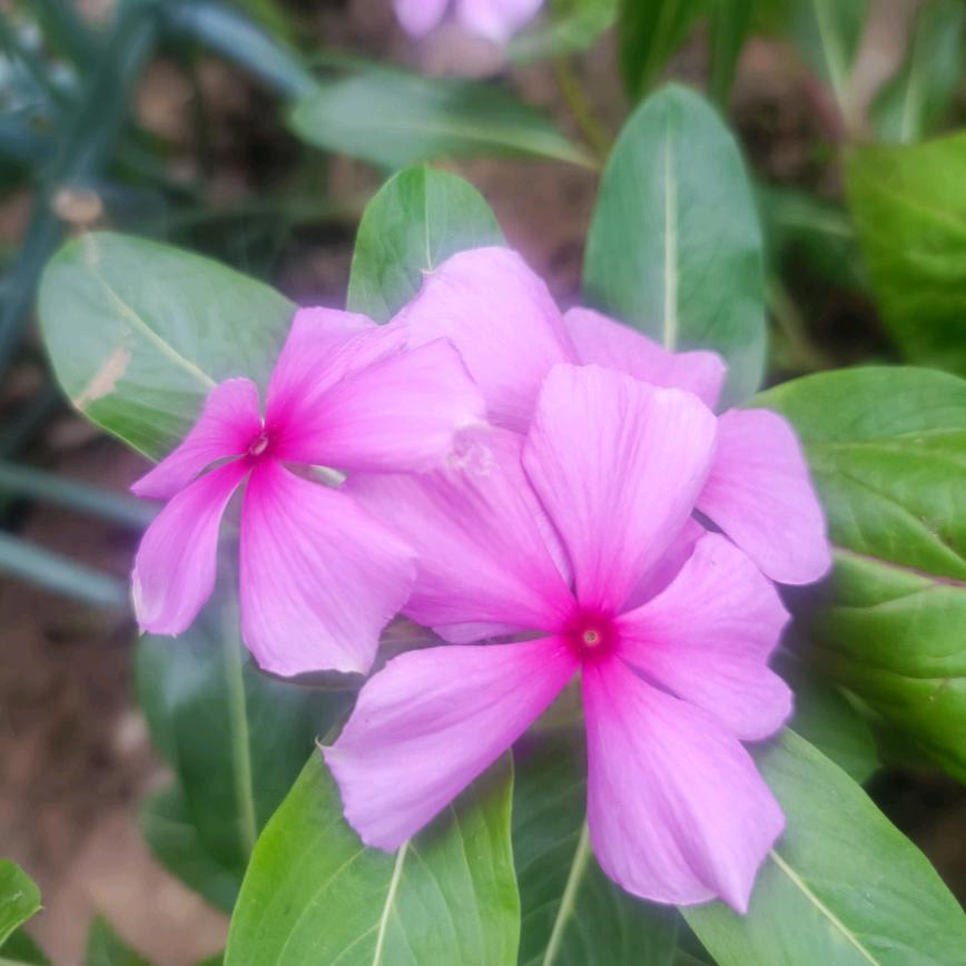 🌹💐一切随缘🌺🌾🍃