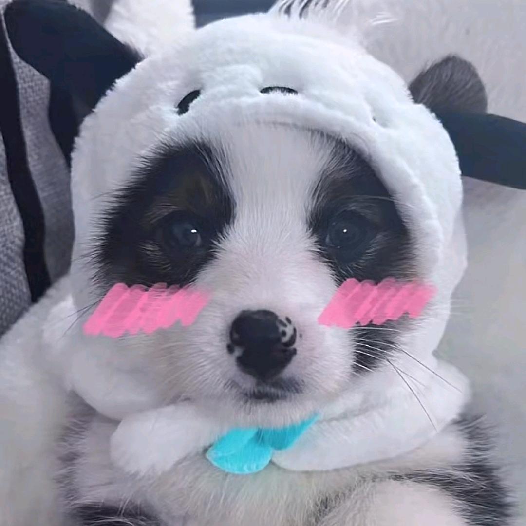 黄 沙 — 专注柯基