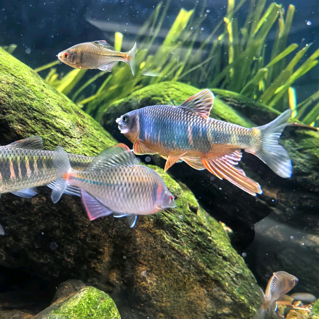 缸好遇见鱼🐟🐟🐟🐟🐟🐟🐟