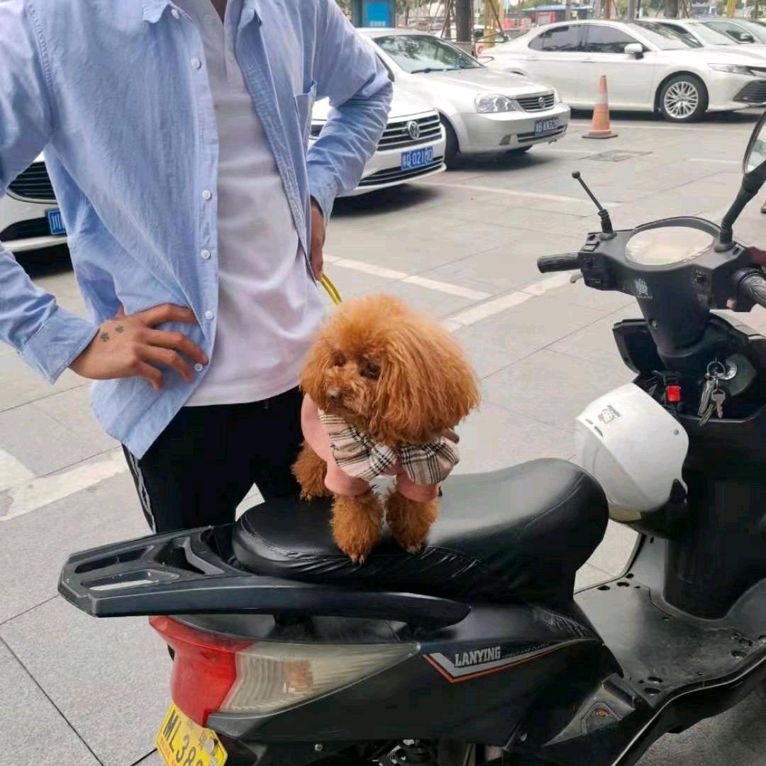 思念哥哥