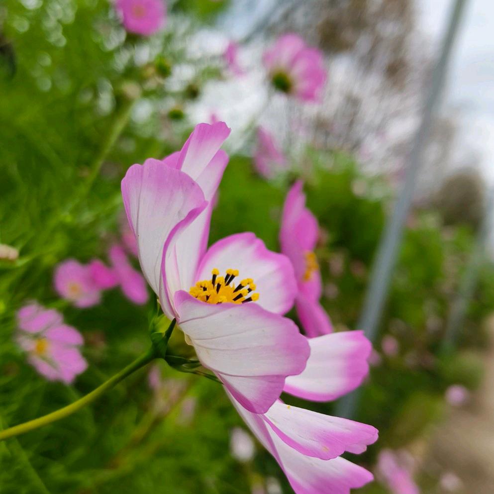 ★芒果果★