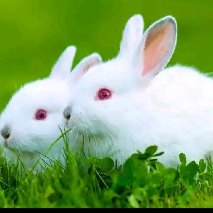 🍒幸🍓福🍑一🍎生🐰