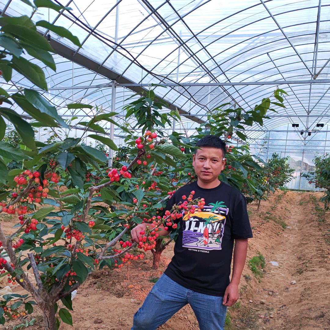 湖南怀化车厘子育苗基地