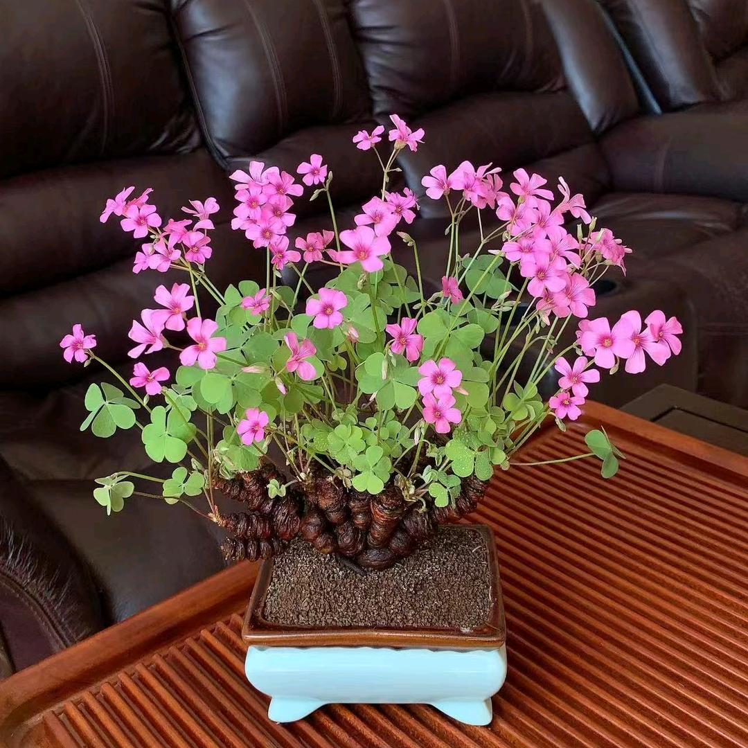 诗情花艺花卉基地