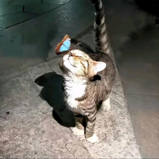 沒烦恼
