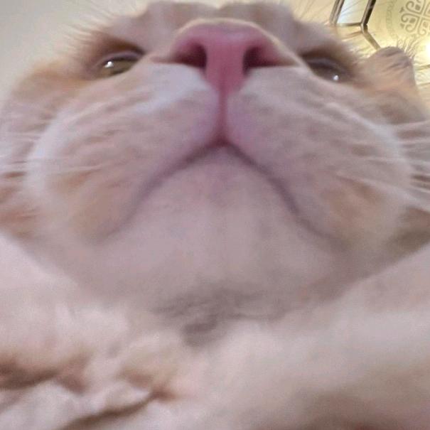 豚点蛋挞（纹身贴版）