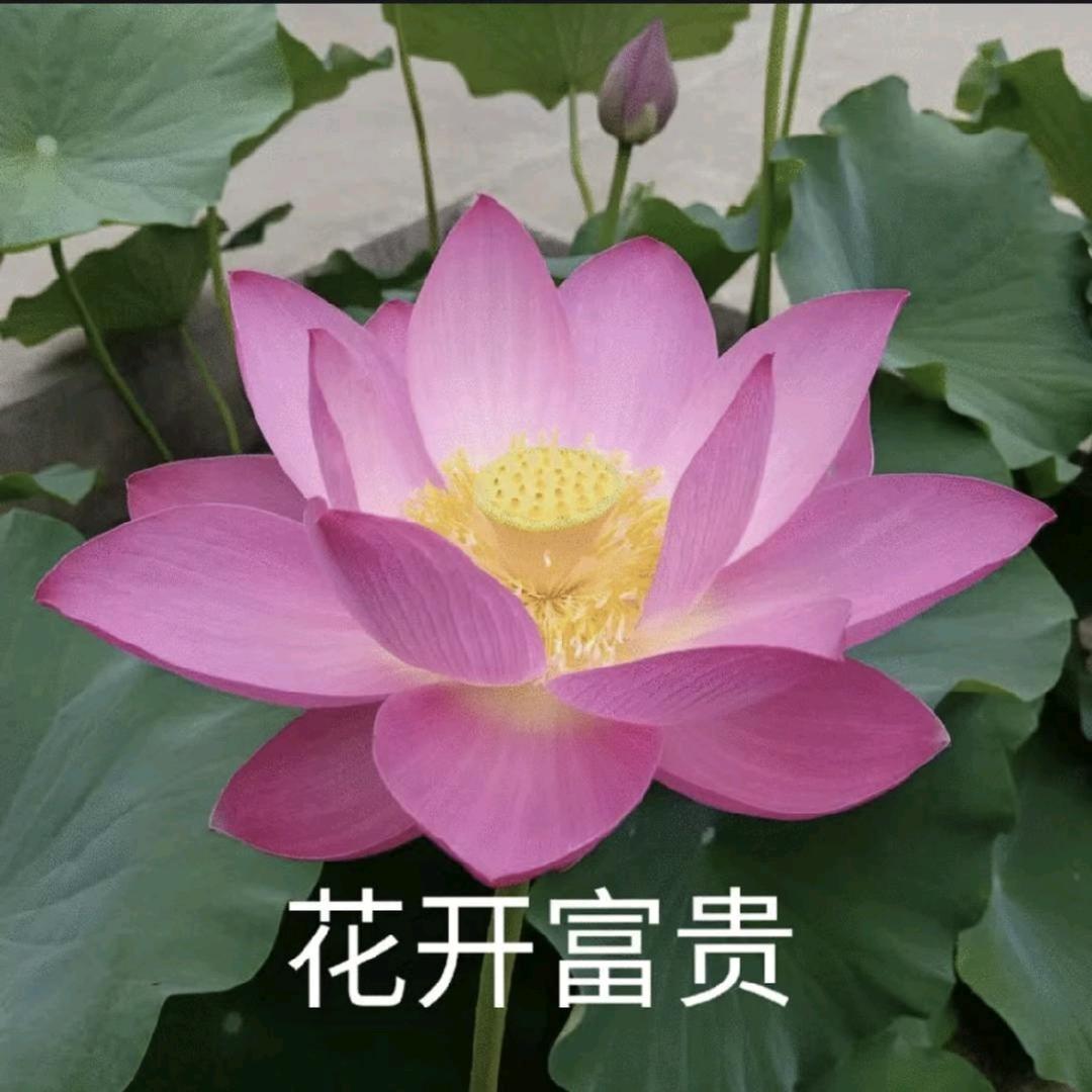 韛虩