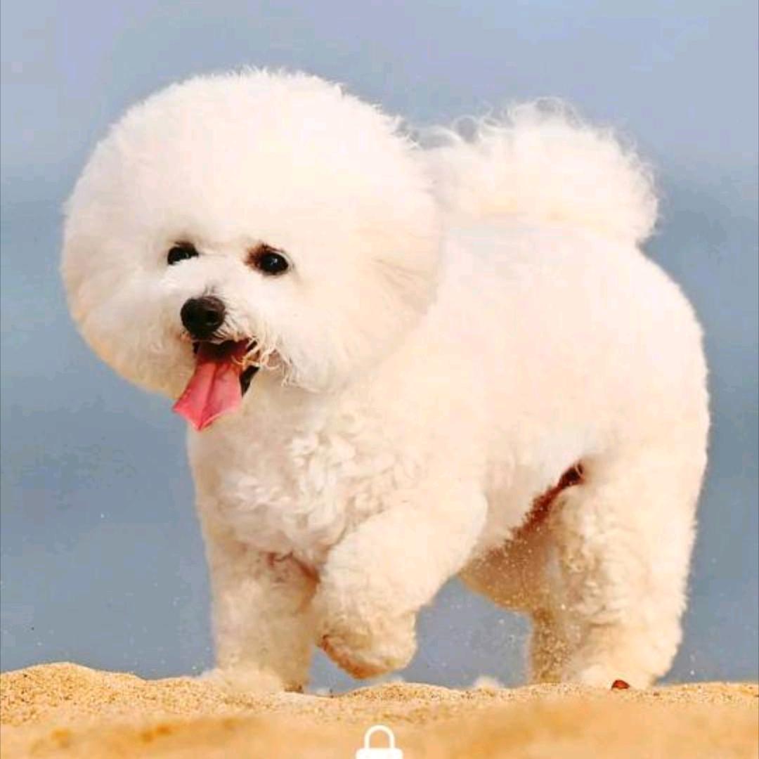 小胖