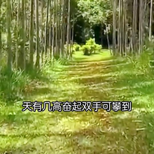 无聊的呆呆