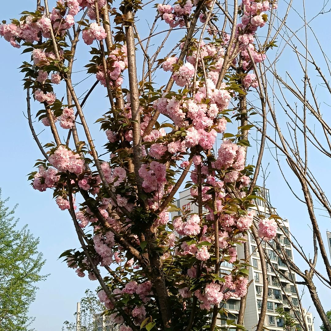 幸运