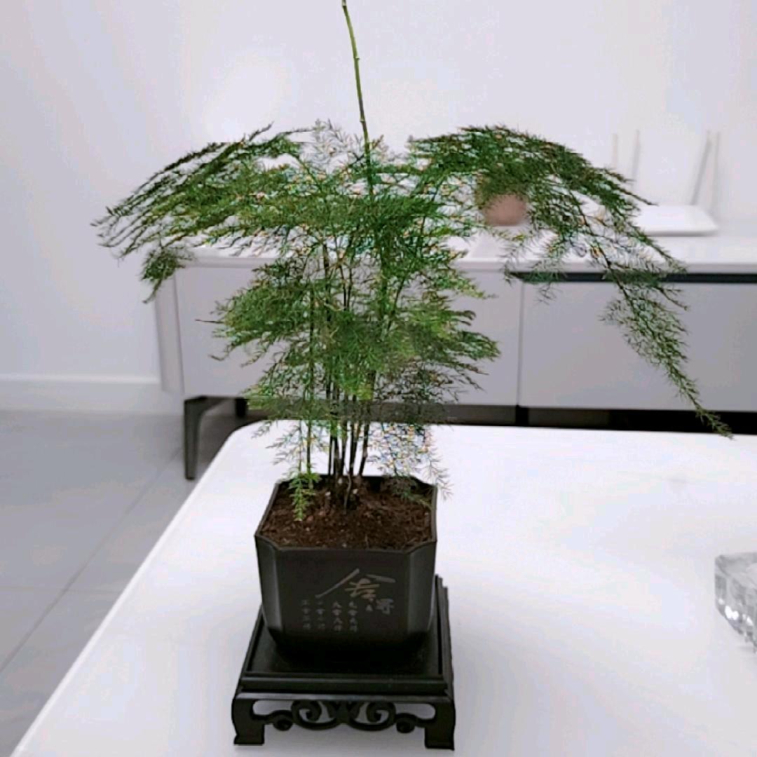 恋土难移