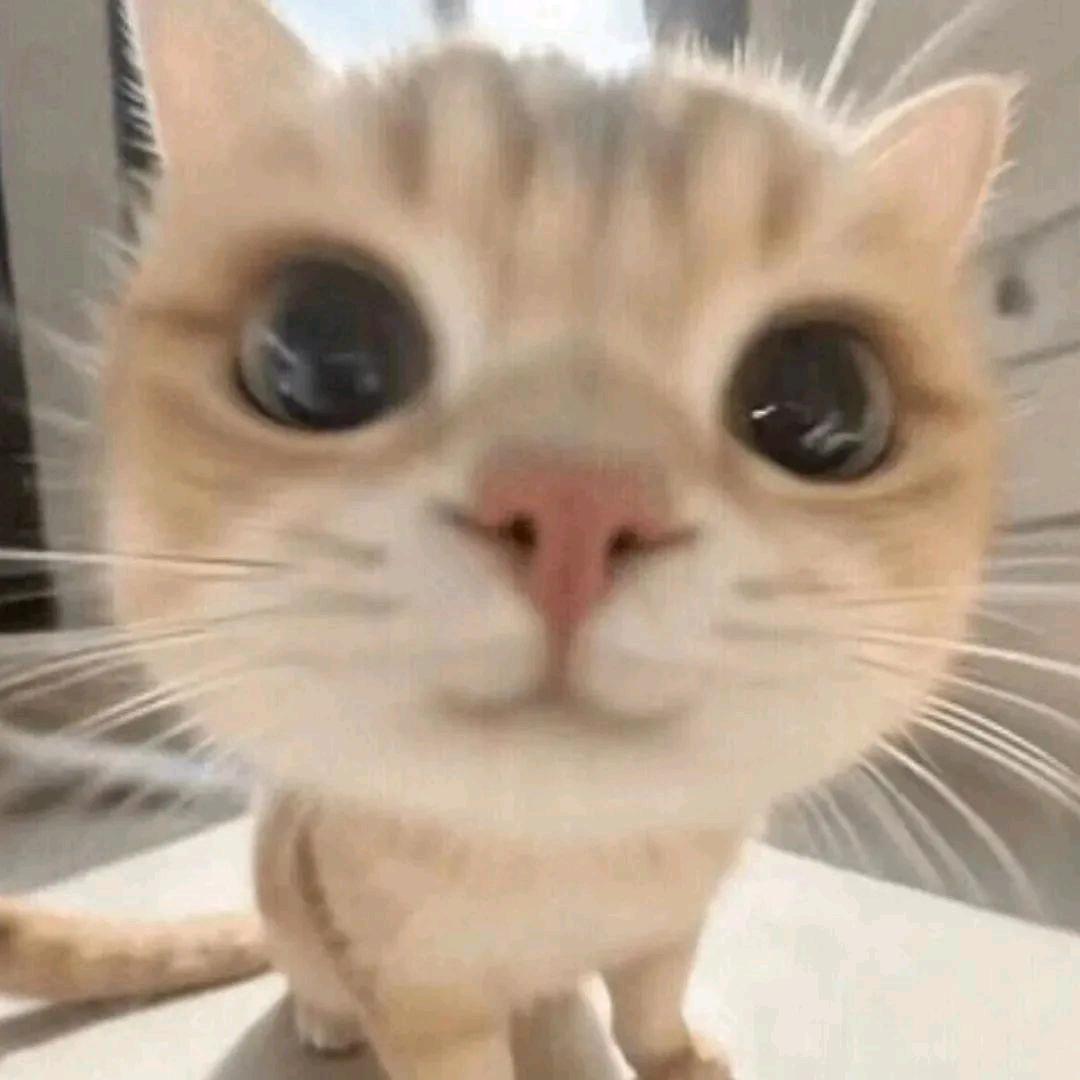 猫猫
