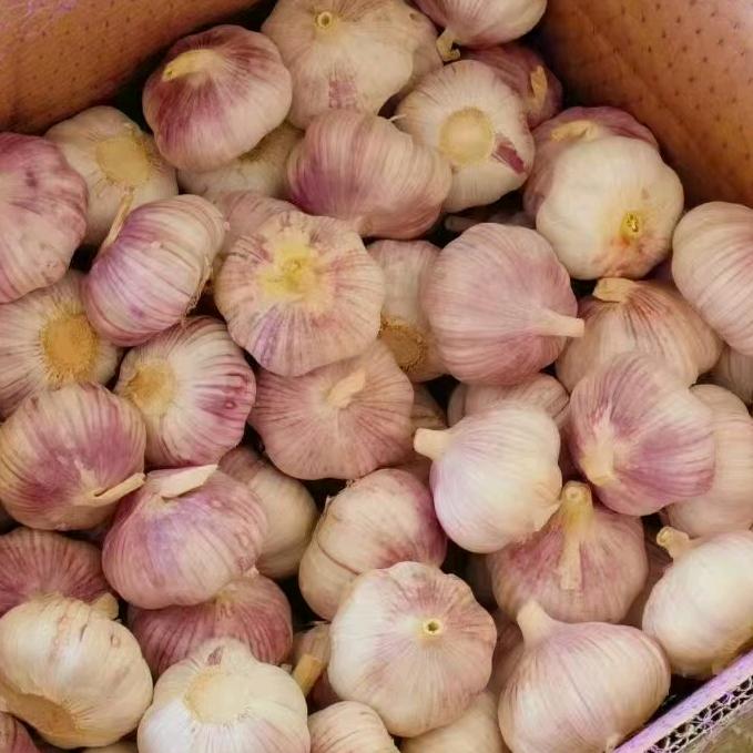 金乡大蒜