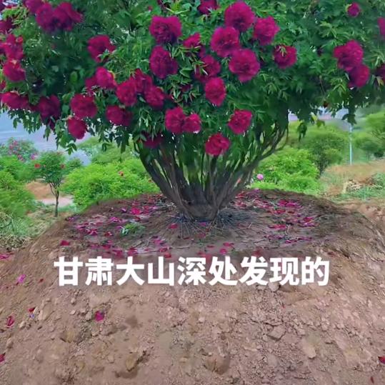 健康平安
