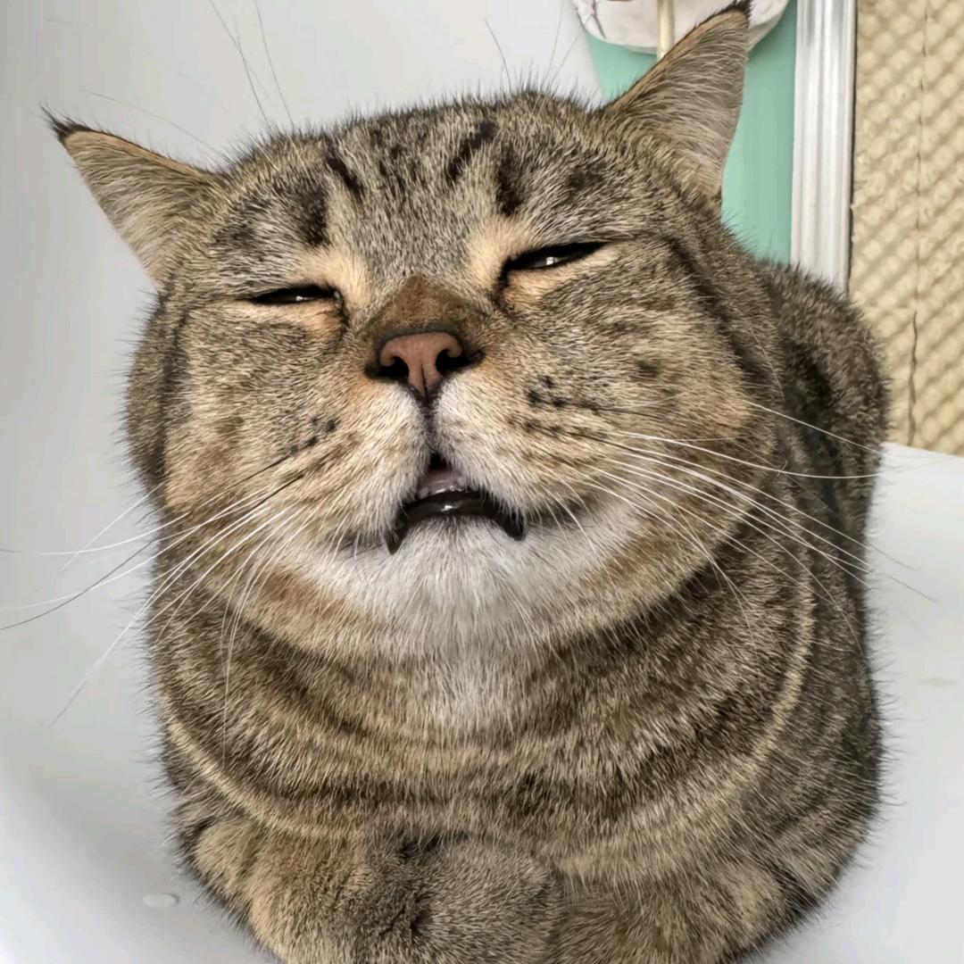 有只小狗叫来财