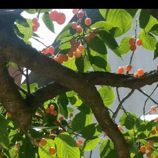 红豆红