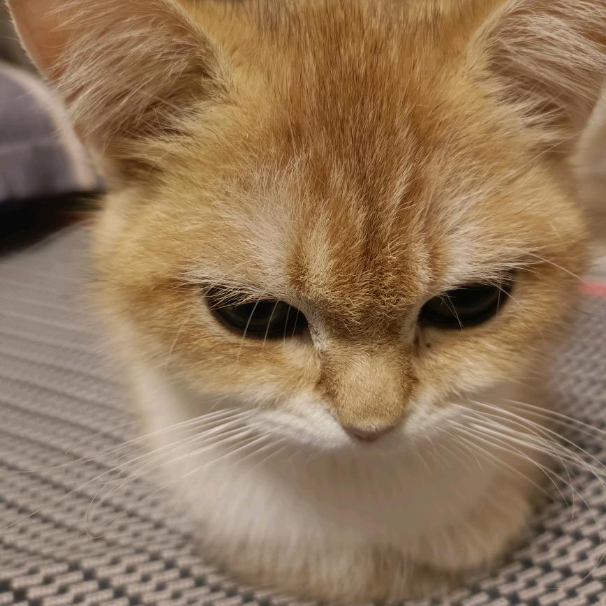 不吃鱼爱鱼