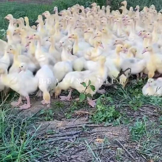 众泰鹅业脱温鹅批发零售