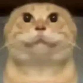 風 ࿐